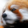 RedPanda_Pie 的头像