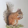 Profilbild von BrownSquirrel