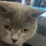 Profilbild von Sungu