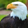 Profilbild von 🦅Kara Kartal 🦅