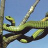 Фото профиля Boomslang