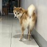 ヒアキの父's profile picture