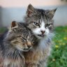 Фото профиля 猫になりたい