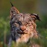 Infallible Puma profil fotoğrafı