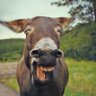 Donkey's profile picture