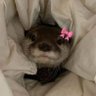 Profilbild von Otter