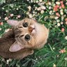 Фото профиля cuteness overload