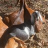 GoatLadyLife 🇺🇸 的头像