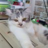 โรเบิด เกิดใหม่ profil fotoğrafı