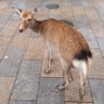 まきやん's profile picture