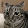fent enjoy profil fotoğrafı