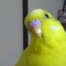 みんと's profile picture