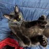 猫じゃらし profil fotoğrafı