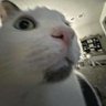 akira's profile picture