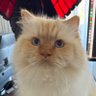Disgruntled X user profil fotoğrafı