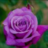 violet Rose's profile picture