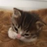 Qi profil fotoğrafı