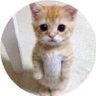 星丸₍˄·͈༝·͈˄₎◞ ̑̑ profil fotoğrafı