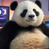 Panda intrigué 的头像