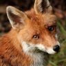 Daithí Mac Cathmhaoil's profile picture