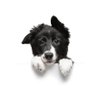 CollieFluff 🐾's profile picture