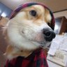 Profilbild von かおる