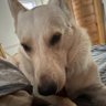David Sonzella profil fotoğrafı