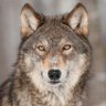 Profilbild von Grey