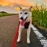 Iro-chan CTO 🐕💨 profil fotoğrafı