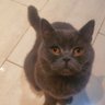 Cihanali's profile picture