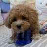やっぱりベイスターズが好き💕 的头像