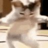 Dancing Animals Daily 的头像