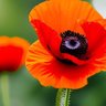Profilbild von Polish_poppy_2024
