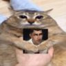 satacat 的头像