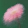 🍉m-o-n-i———k ⁷ 的头像