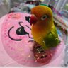 Miyuki-&Z★🅱️🐧🐉🦋 profil fotoğrafı