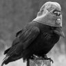 BasedBird's profile picture