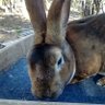 DWallace & George Strait Bunny profil fotoğrafı