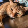 ひょっと profil fotoğrafı