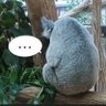 さやぺ🍎インフルエンザーʕ,,·ᴥ·,,ʔ🌿カロリー制限中's profile picture
