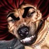 LordRexCalavera's profile picture