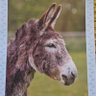 Profilbild von NianoNe