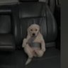 Tasha's profile picture
