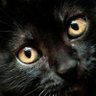 peg's profile picture