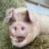 Profilbild von Georgie #pigoneer 🐖🐽🌱 #freePaulWatson 🐬🐋🦈🐳