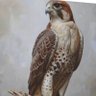 abo_Naser90 profil fotoğrafı