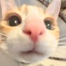 K.4iLeNt's profile picture