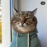 Nomen Nescio profil fotoğrafı