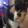 Profilbild von Tally Ho-Calico