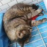 ののきよ 的头像